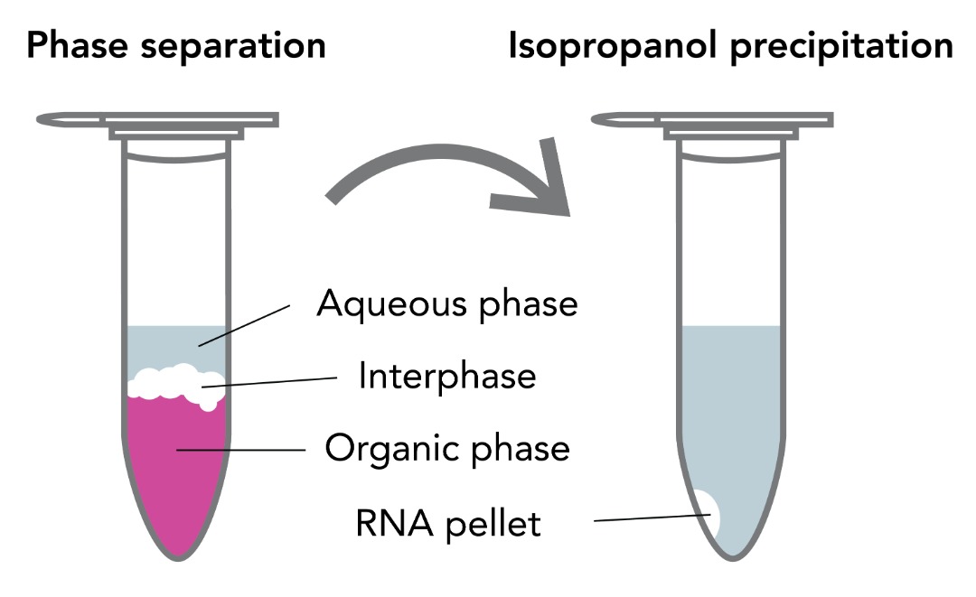 استخراج RNA