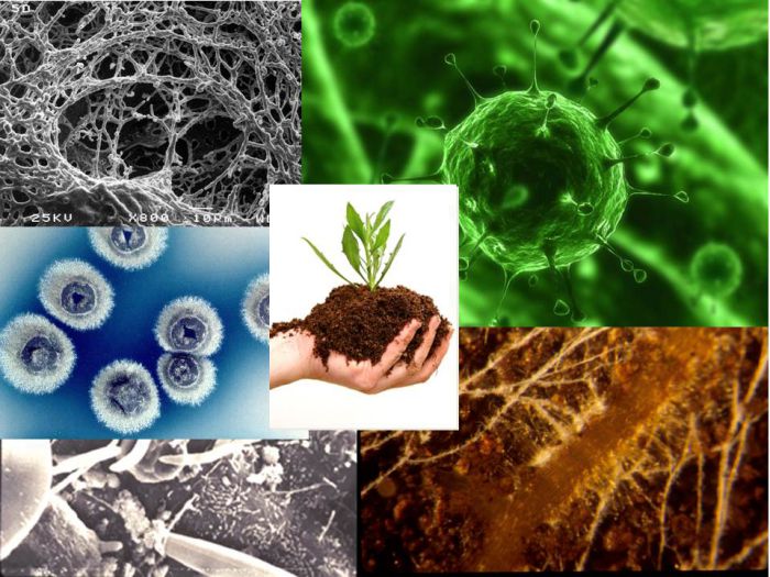 در خاک انواع میکروارگانیسم های بیماریزا و غیر بیماریزا وجود دارد