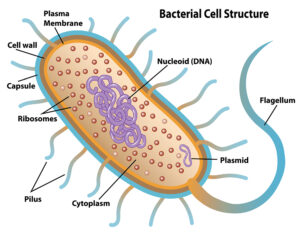 نمای شماتیک پلاسمید درون سلول باکتری