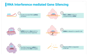 شکل شماتیک مسیر RNAi