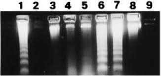 DNA تخریب شده (Degraded)