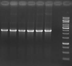 بررسی کیفیت DNA استخراج شده: پایه ای برای موفقیت در آزمایشهای ژنتیکی